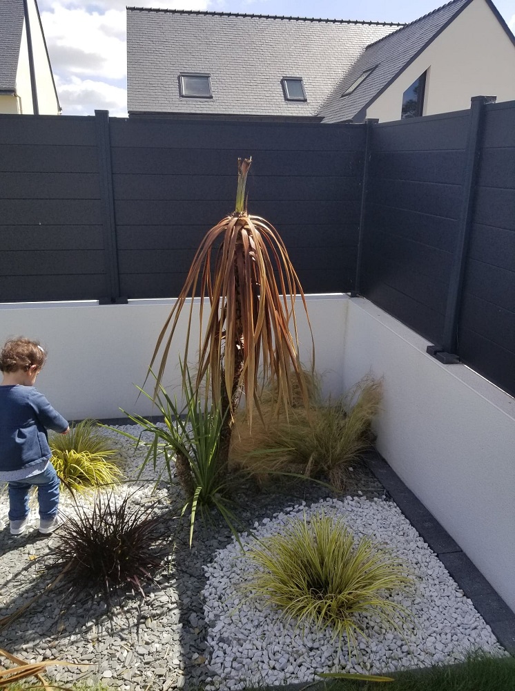 Cordyline feuilles pourries.jpg