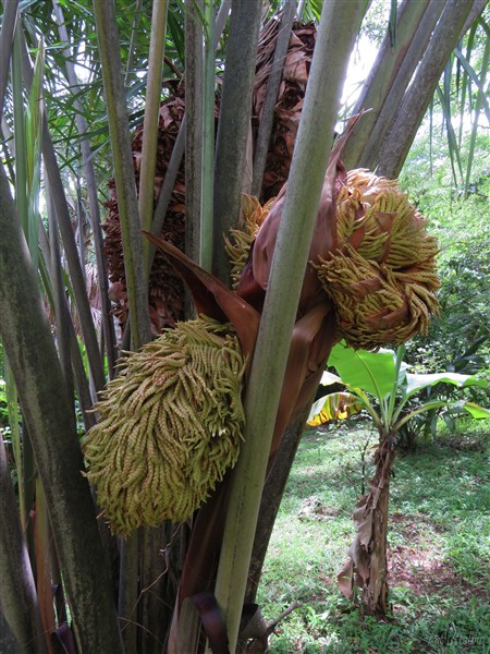 Nouvelles inflorescences sur le Raphia manbillensis otedoh.jpg