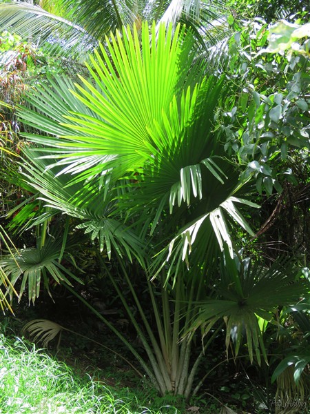 Le Tahina spectabilis planté en 2014 est encore distique..jpg