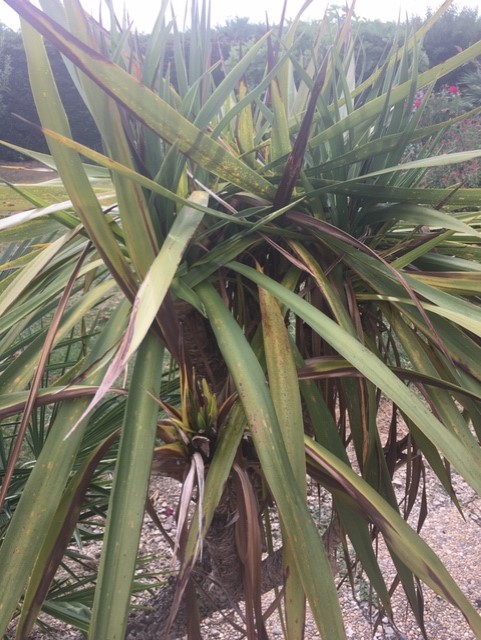 cordyline 2.jpg