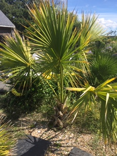 Sabal palmetto