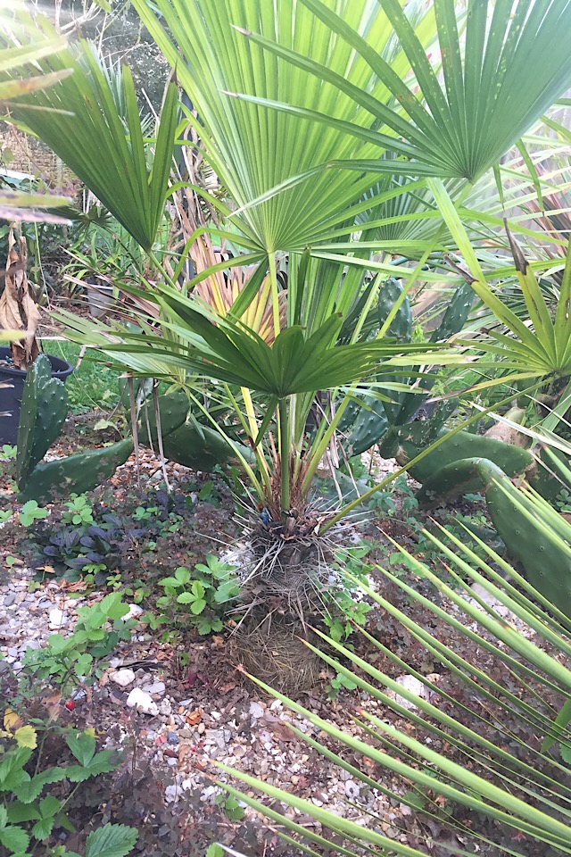 Trithrinax acanthocoma