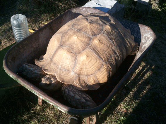 sulcata.gif