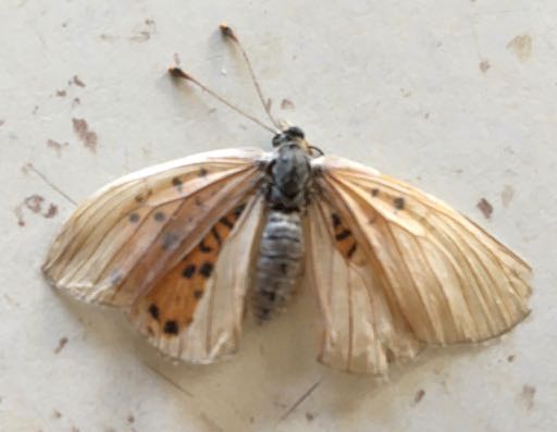 Papillon trouvé dans le jardin à proximité