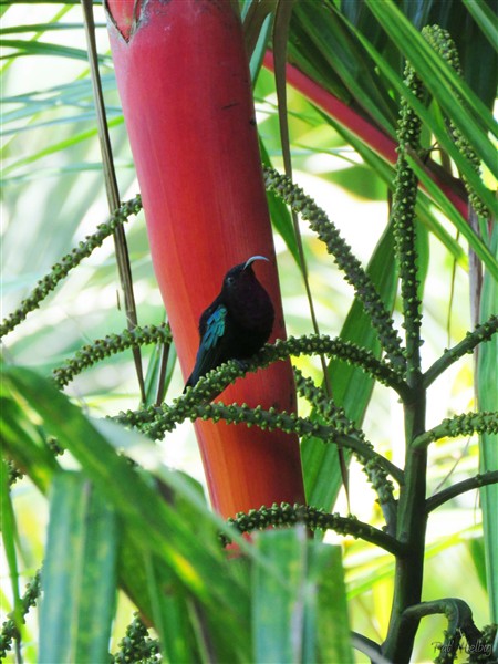 Pose devant le manchon foliaire du Cyrtostachys renda qui chaque jour accueille une quantité de colibris sur ses inflorescences..jpg