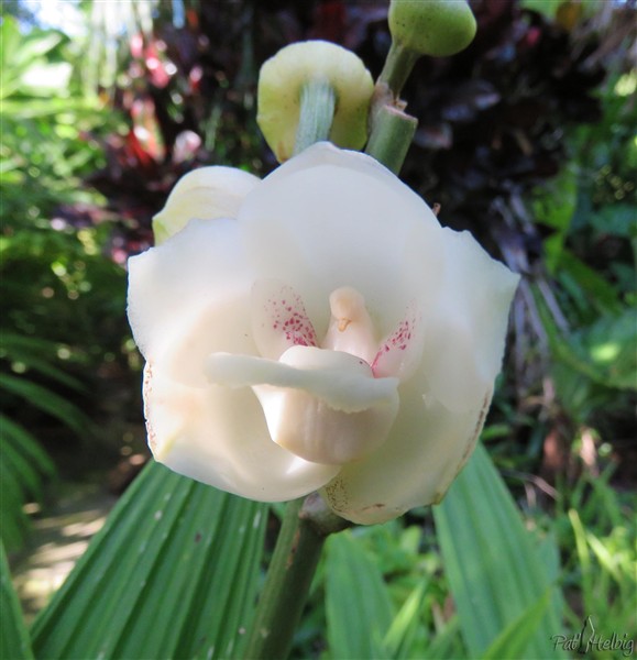 Son nom botanique,Peristeria Elata qui signifie pigeon ailé..jpg