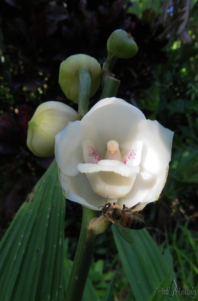 L'orchidée colombe a ouvert sa première fleur de l'année ce matin..jpg