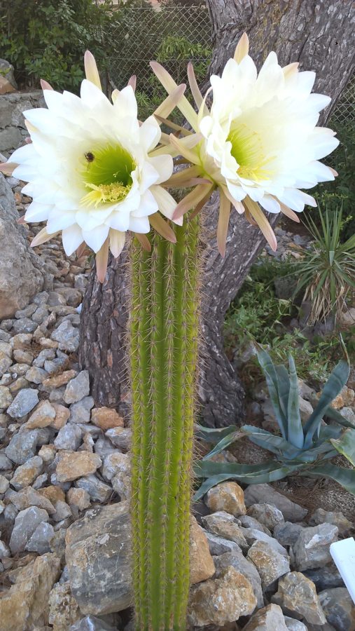 Cactus-4.jpg