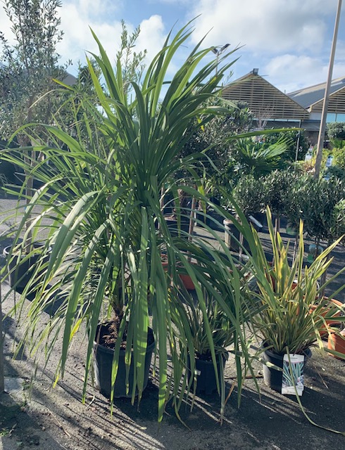 cordyline.jpg