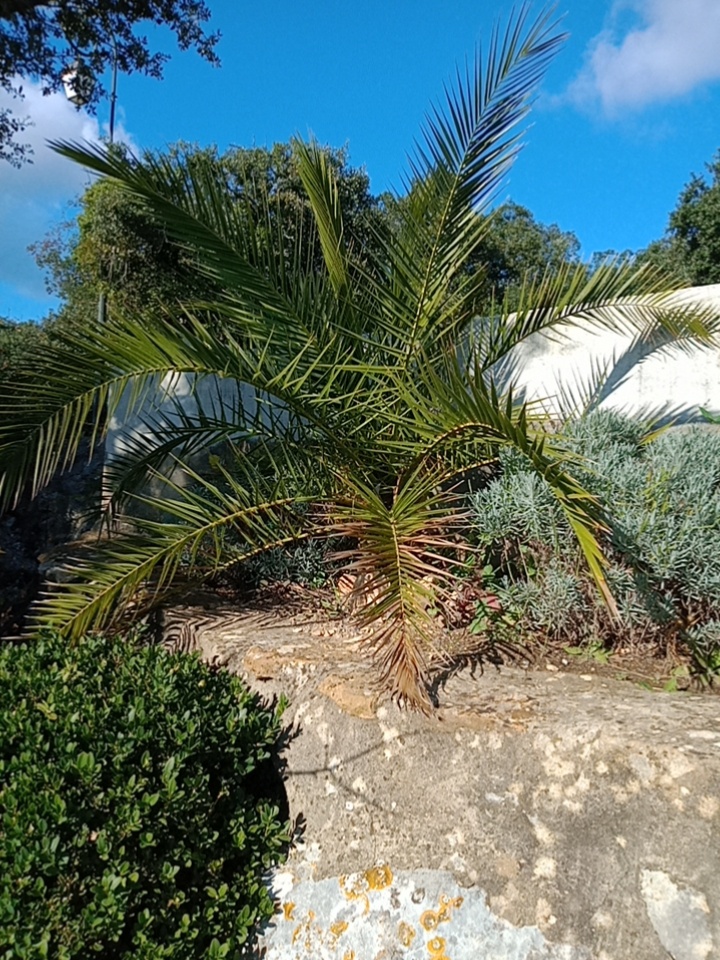 Phoenix canariensis cultivé en pot depuis 8ans, j'ai du couper les racines pour le déplacer puis le transplanté en juin, les palmes les plus anciennes ont partiellement séchées mais la lance semble intact en novembre, est il sauvé ?