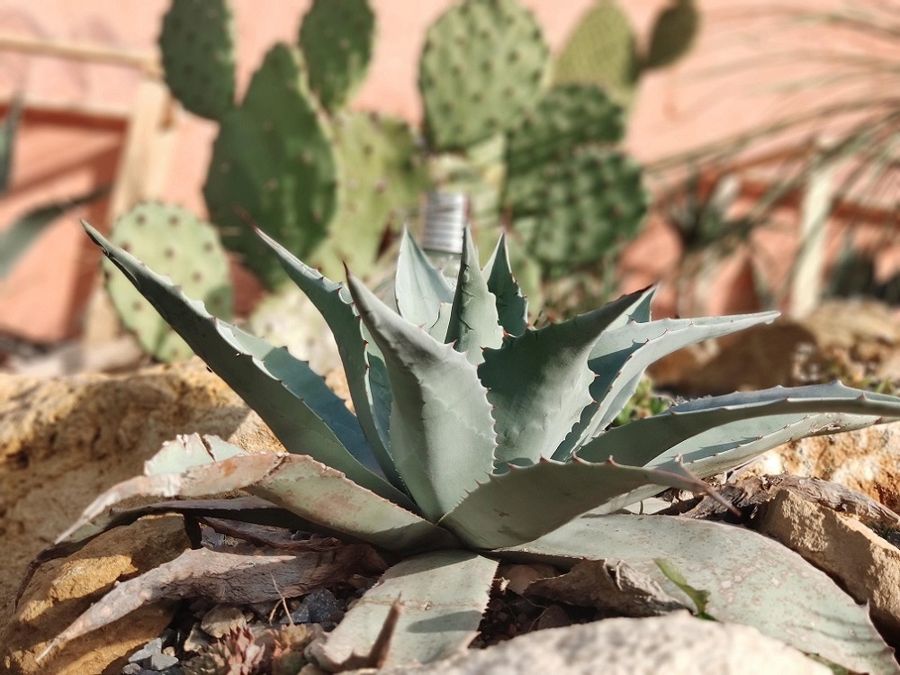 Agave ovatifolia qui a bien pousser planter en octobre dernier trés moche elle devait etre en serre elle a refait de bien jolie feuilles argenté ! Les vieille feuilles sont visibles c'est celle abimé !