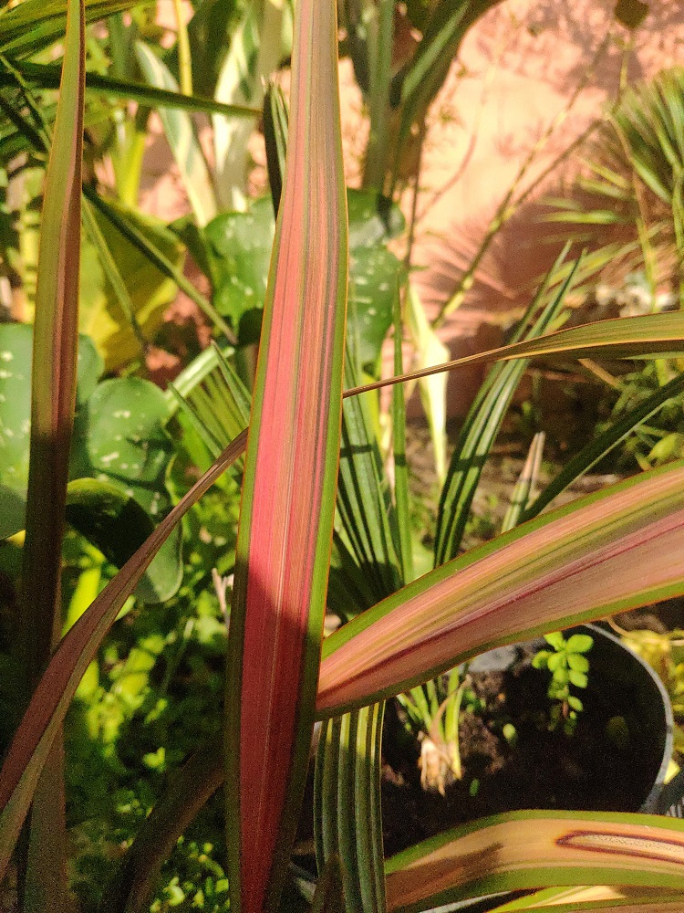 phormium jester resistant a plus de -12 normalement l'avenir nous le dira :)