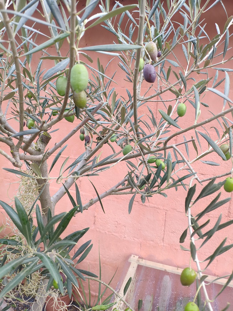 Récolte des olives  courant ocotbre