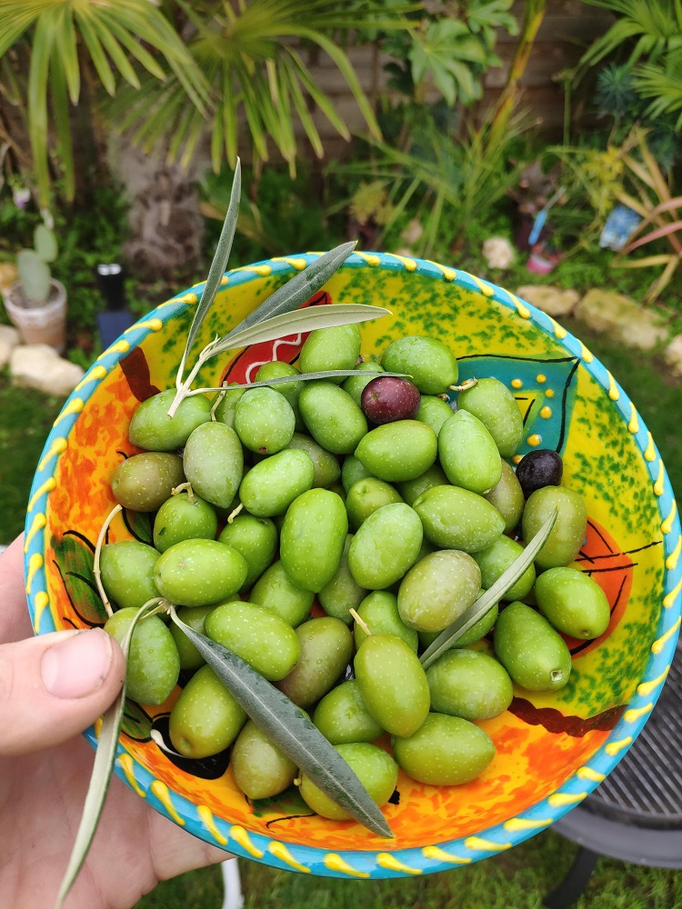 J'ai laisser celle qui tourné sur l'olivier