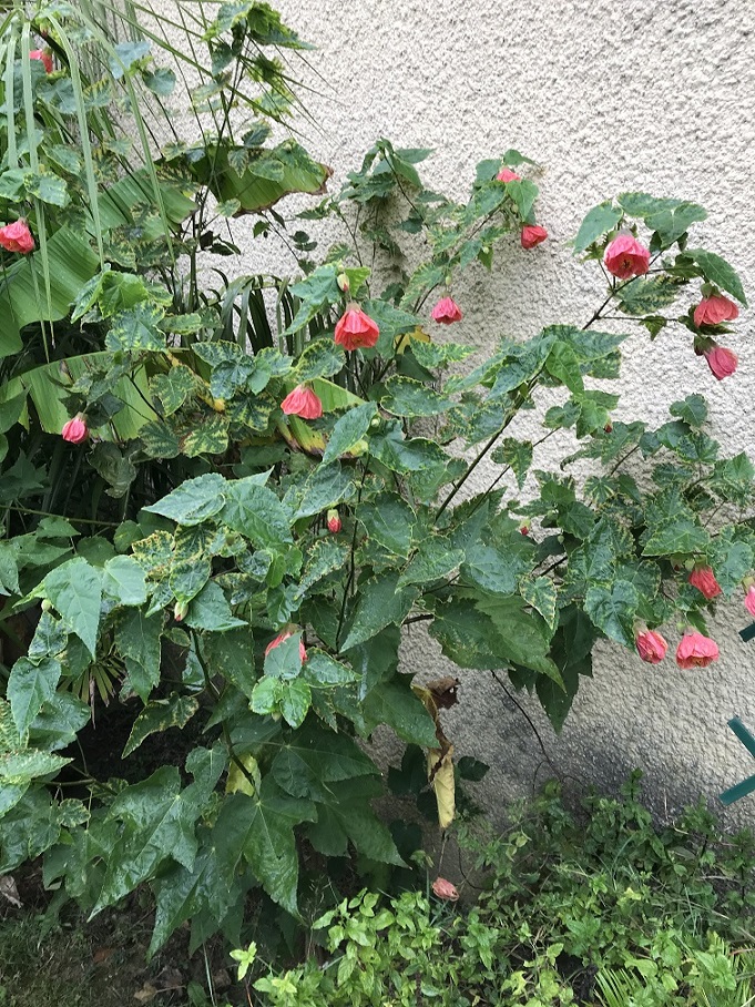 abutilon_sp.jpeg