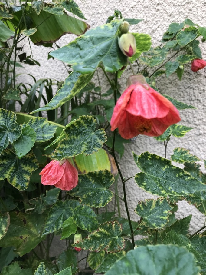 abutilon2_sp.jpeg