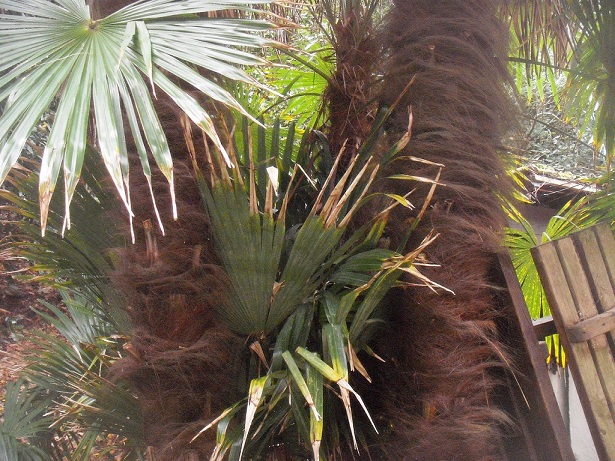 palmier chanvreDSCF1874.JPG