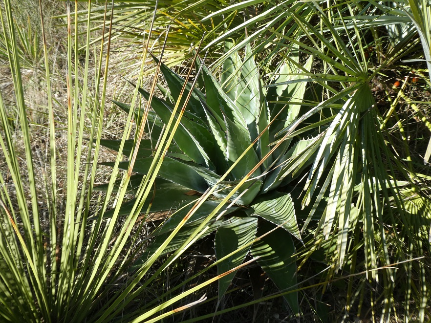 agave_montana.JPG