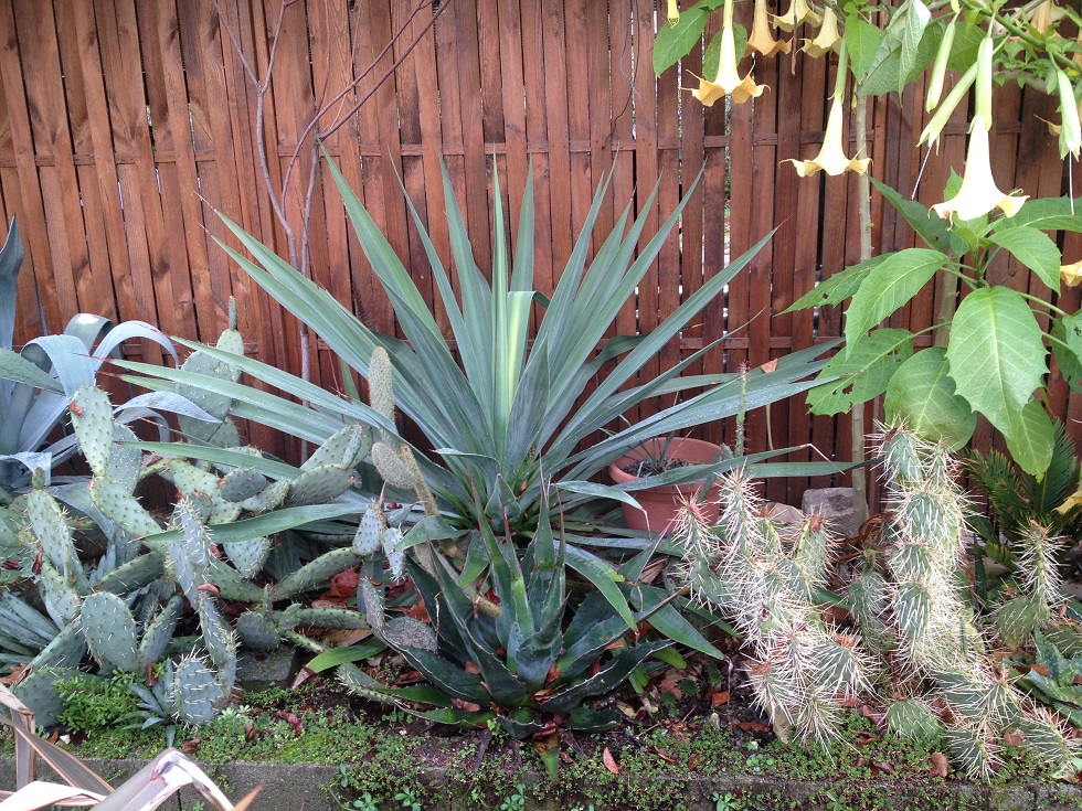 Furcraea bedinghausii derrière un Agave montana.