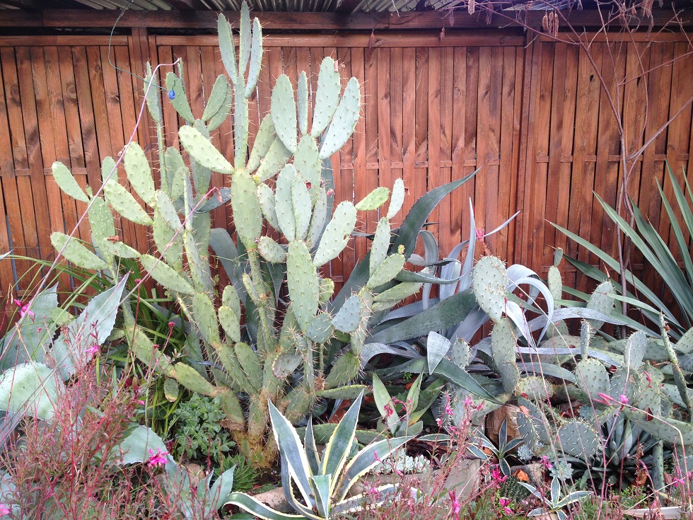 L'Opuntia bergeriana fait au moins 2 mètres de haut.