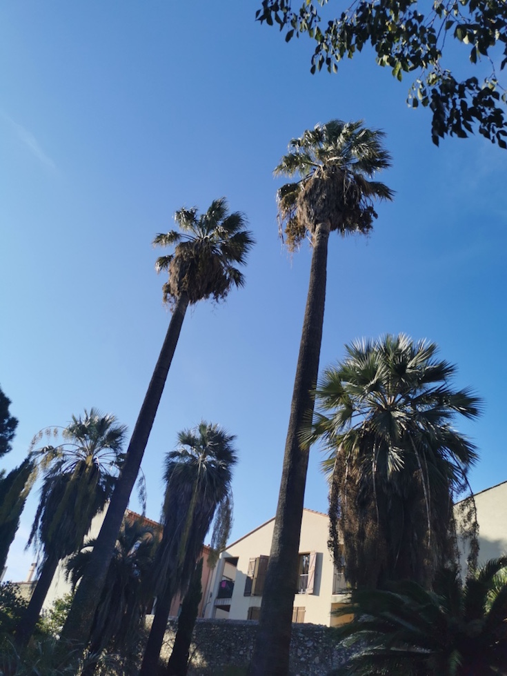 WASHINGTONIA FILIFERA.jpg