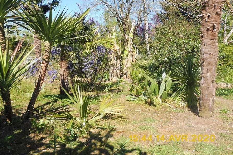 premières plantations suite 004.jpg