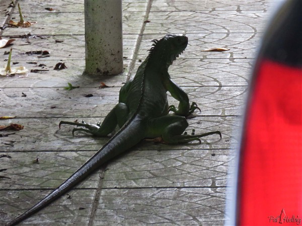 retour sur le sol et disparition dans la nature..jpg