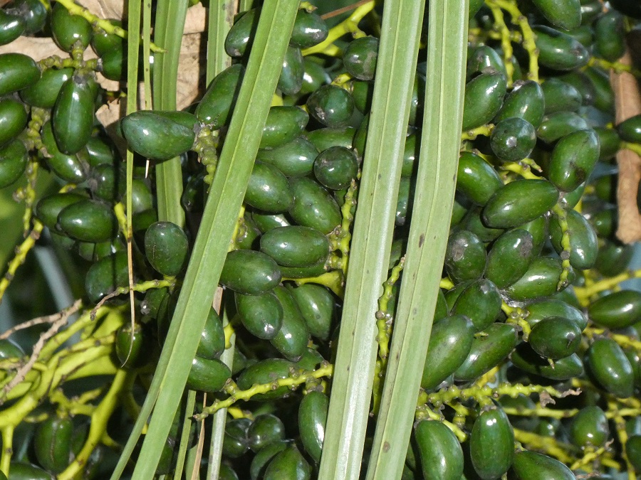 Livistona_chinensis_fruits.JPG