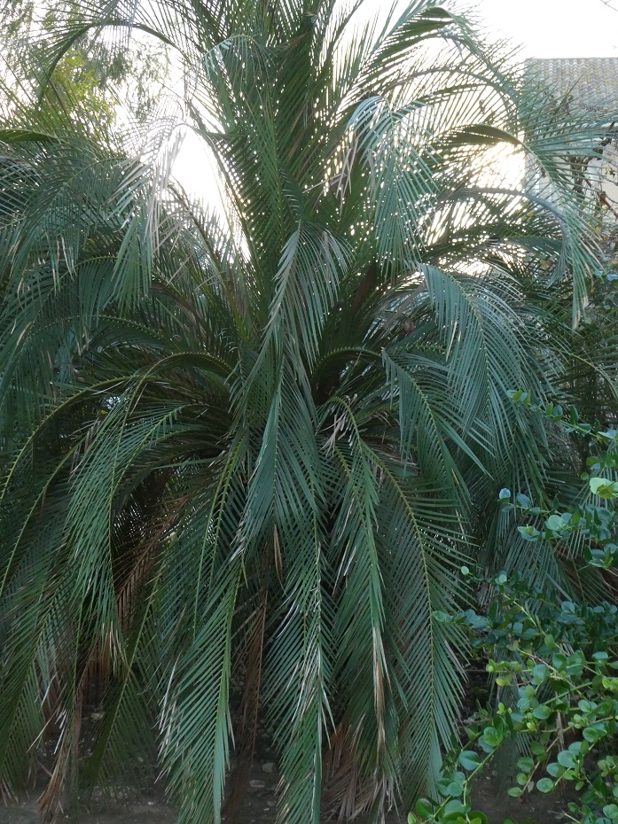 Macrozamia_moorei.JPG