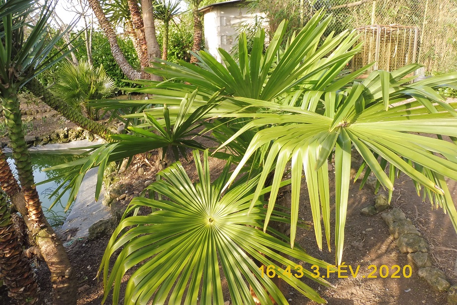 trachycarpus winsan 013.jpg