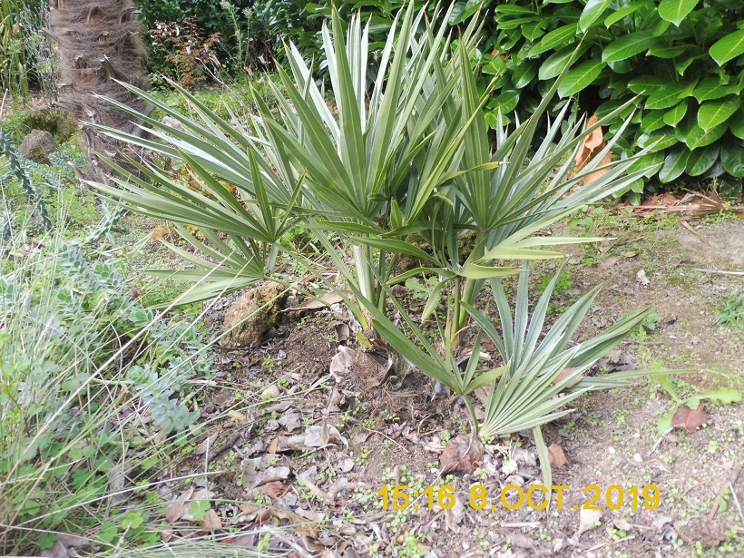 trithrinax campestris.jpg