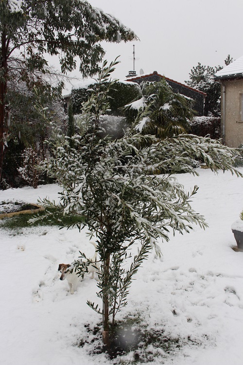 jardin neige.jpg