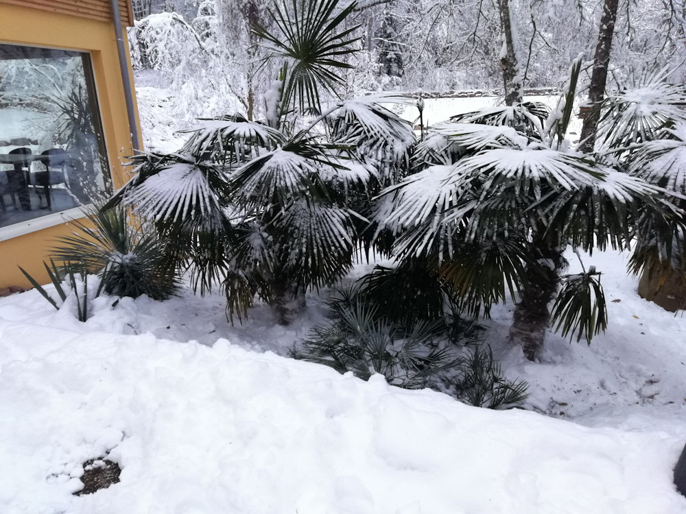 Cet hiver, 30 cm neige et-10 min<br />Ce bosquet 1 connu-15 sans protection