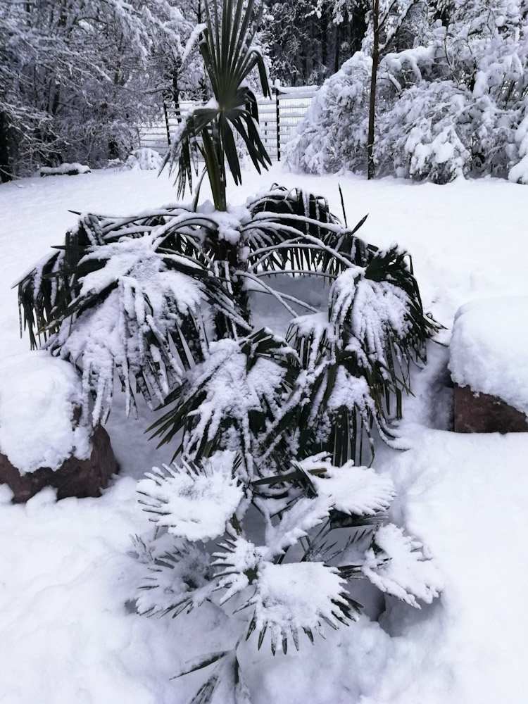 Le wagnerianus est plus costaud en cas de fortes chutes de neige