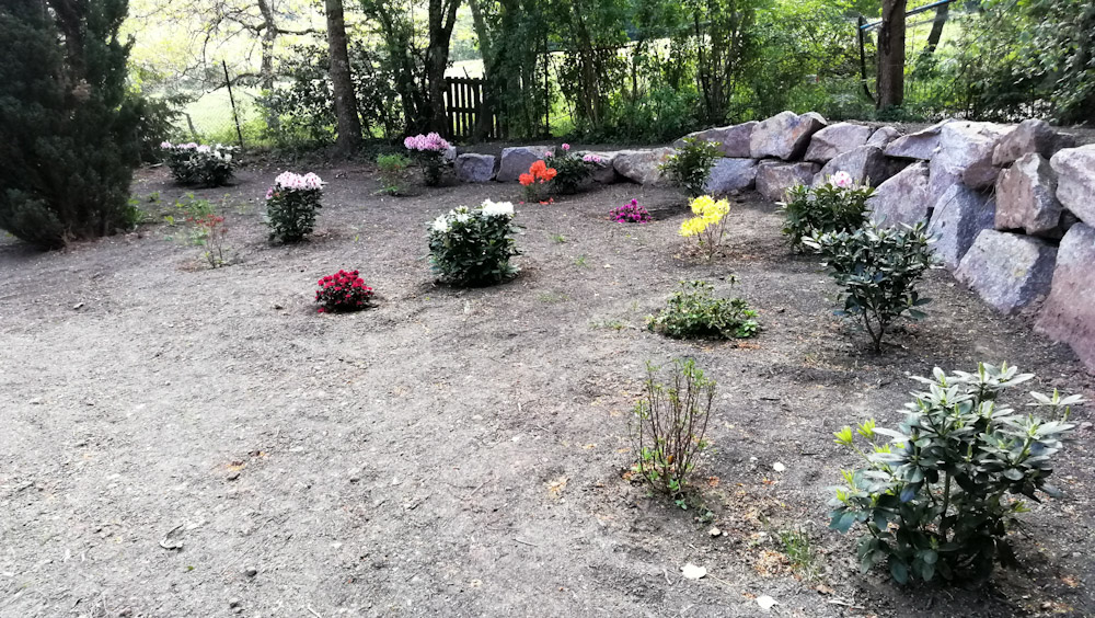 Un coin d'azalees et de rhododendrons