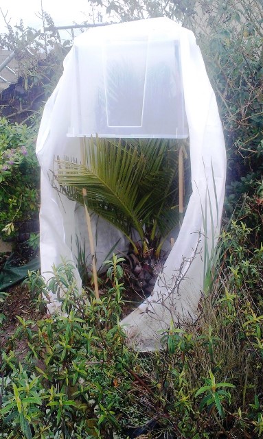 Système de protection : la caisse plastique c'est pour garder le cœur un peu au sec et pour empêcher le voile de coller à la plante, les montants - bambous ou fer à béton - sont dans des tubes pvc qui restent dans le sol à la belle saison. Pour les Musa, j'ajoute un grillage autour des montants pour mettre des fougères sèches. Et si les t° descendent trop, je rajoute un autre voile d'hivernage (2x50gr donc) et éventuellement du papier bulle... La coiffe bretonne revisitée