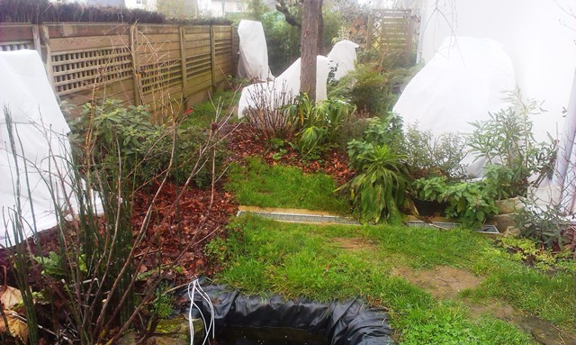 Les protections sur les bananiers (Musella lasiocarpa, Musa sikkimensis ’Red Tiger’), Cyathea australis et cooperii, Cyca revoluta, Hedychium wardii, Dracunculus