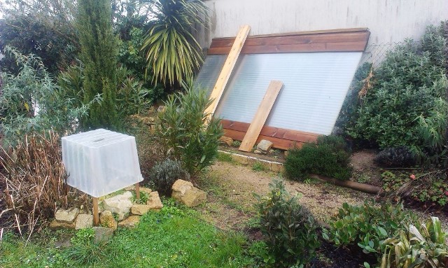 Protection du bougainvillée glabra et autres frileuses. Sous la caisse, un petit Butia odorata en convalescence !