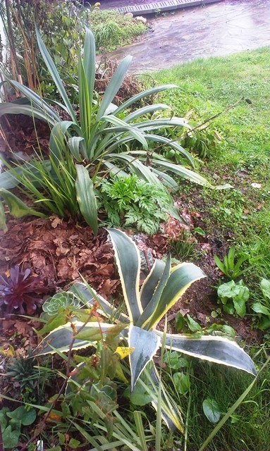 Sous le balcon, coté sud est : Beschorneria yuccoides, Dietes grandiflora, Geranium canariense, Aeonium, Echevaria, Aloe aristata, Agave americana