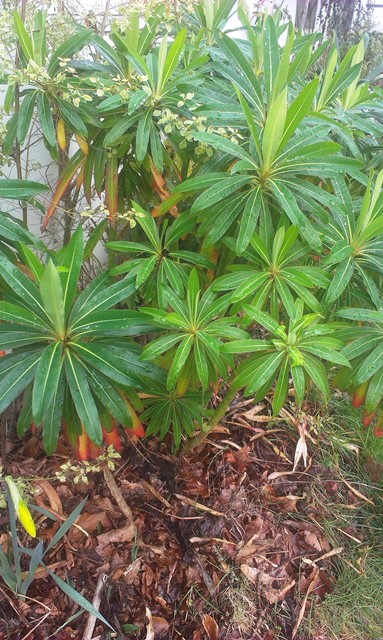 Euphorbia mellifera, Prostanthera ovalifolia variegata