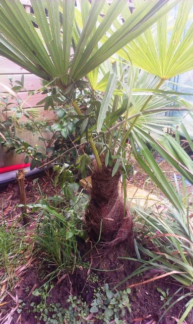 Trachycarpus fortunei trouvé à la déchetterie;