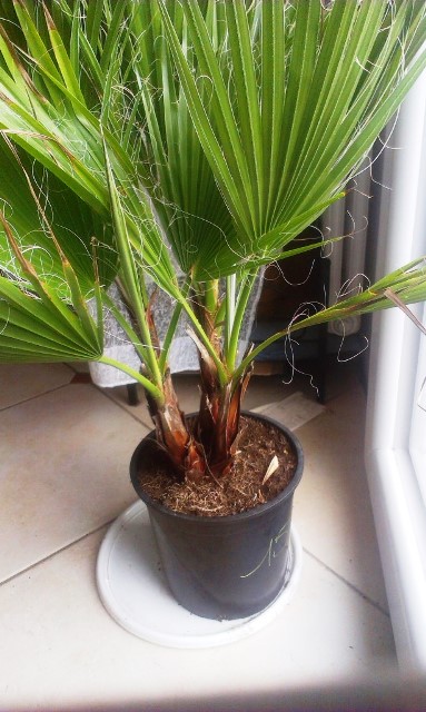 Washingtonia filifera