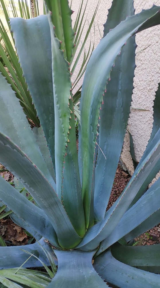 AGAVE SUD 1.jpg