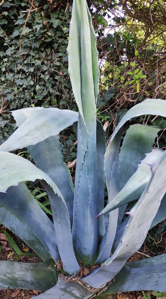 AGAVE PORTAIL 1.jpg