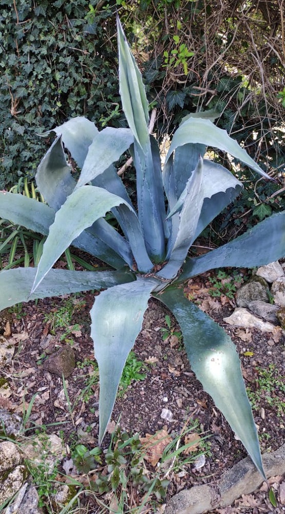 AGAVE PORTAIL 2.jpg