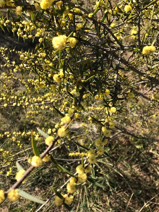 acacia_siculiformis.jpg