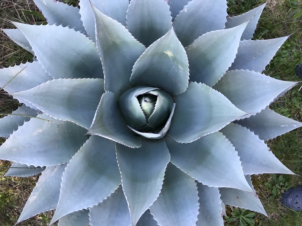 agave_ovatifolia.jpg