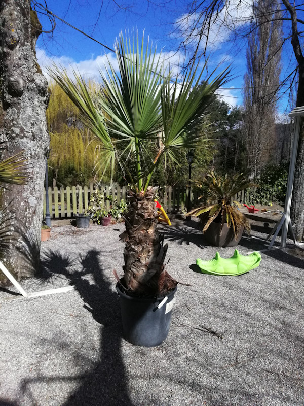 Washingtonia