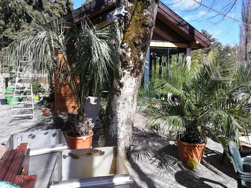 Butia capitata et jubeae