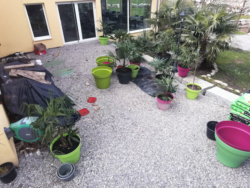 La nurserie des différent trachycarpus